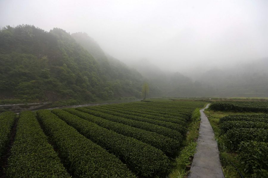 農(nóng)行重慶秀山支行通過公司、基地、農(nóng)戶支持當(dāng)?shù)剞r(nóng)民走上脫民致富